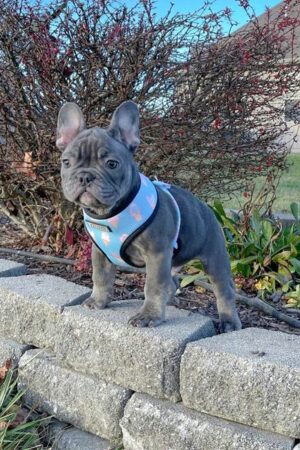 mini french bulldog for sale