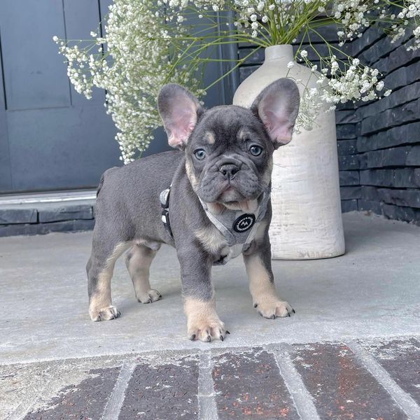 mini French bulldog for sale