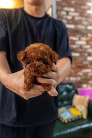 red poodle puppy