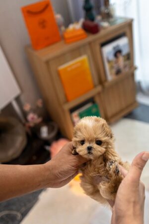 For sale are maltipoo puppies.