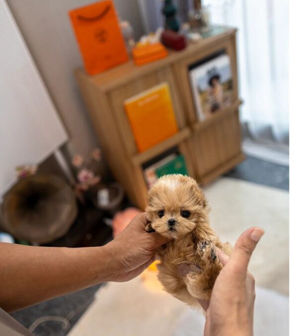 For sale are maltipoo puppies.