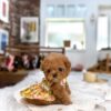 Toy poodle puppy for sale usa