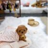 Toy poodle puppy for sal