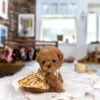 Toy poodle puppy for sale