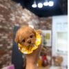 Toy poodle puppy for sale