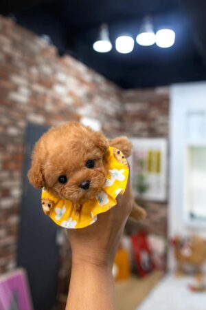 Toy poodle puppy for sale