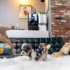 small Poodle Puppies for sale