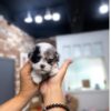 small Poodle Puppies for sale