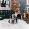 small Poodle Puppies for sale