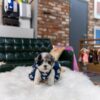teacup merle poodle